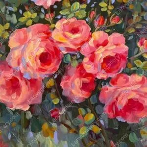 Vườn hồng 17