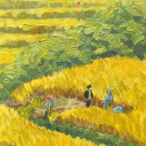 Hương lúa chín 2