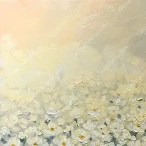 Vườn cúc trắng