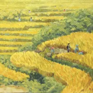 Hương lúa chín 2