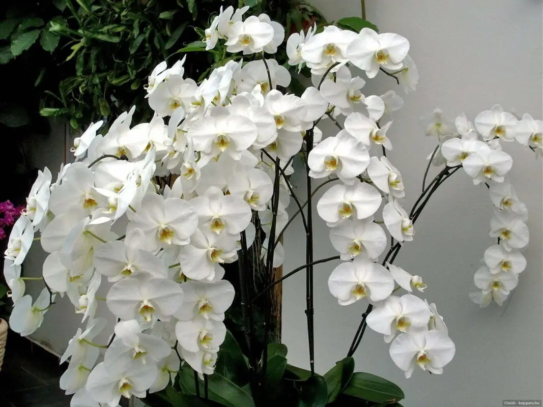 Hoa lan được xem là biểu tượng đại diện cho người quân tử, sống thanh cao, sâu sắc Cre: Internet