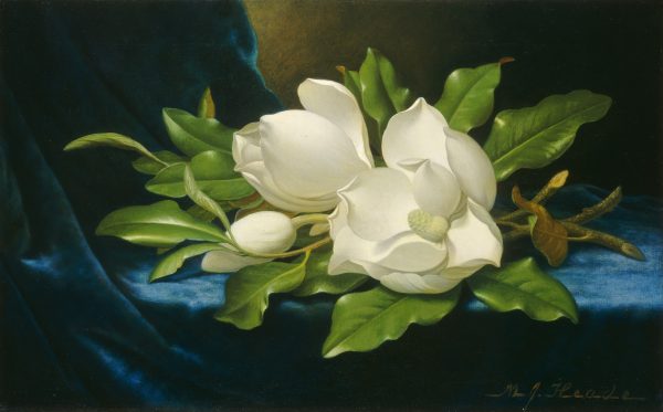 Mộc lan trắng trên vải nhung xanh, do Martin Johnson Heade vẽ vào khoảng năm 1890